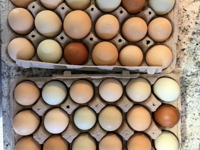 Fresh eggs