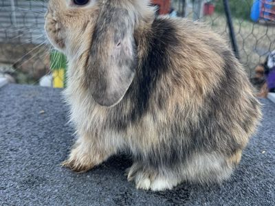 Holland Lops and Lionlops!