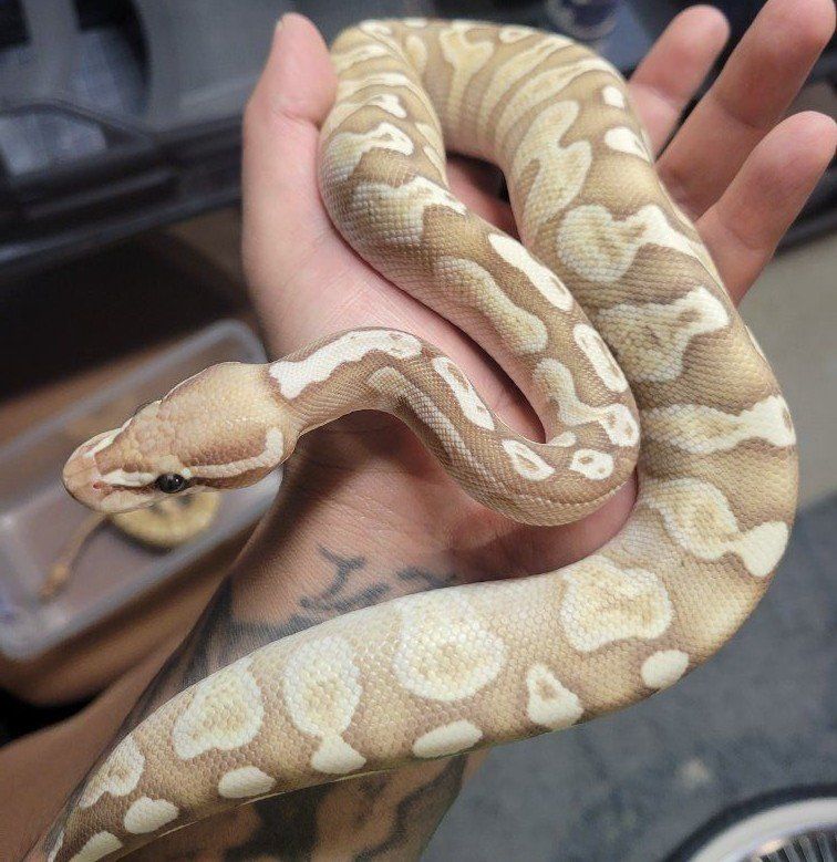 Ball python