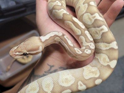 Ball python