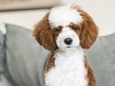 Charlie +/+ Tuxedo Toy Poodle