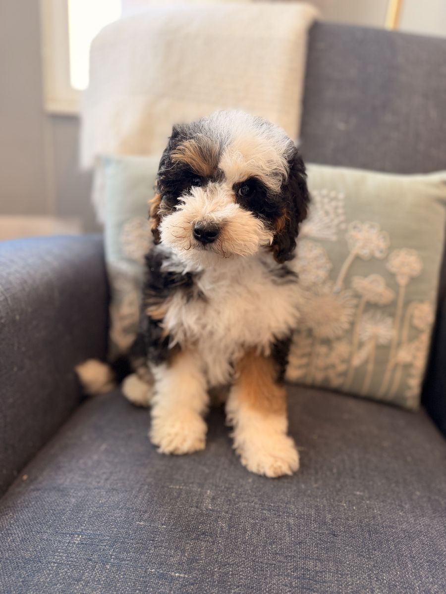 Mini Bernedoodle 15 lbs full grown