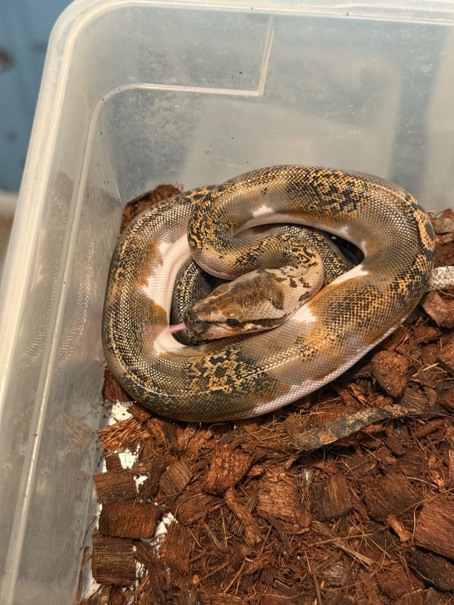 Granite Pied Burmese Python Male