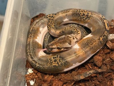 Granite Pied Burmese Python Male