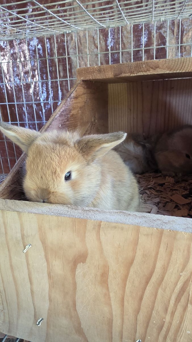 Ready to Hop Home! Adorable Holland Lop Bunnies Available Now