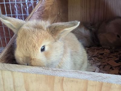 Ready to Hop Home! Adorable Holland Lop Bunnies Available Now