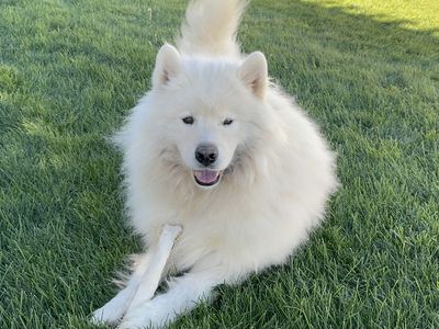 Male Samoyed AKC Registered For Sale!!!