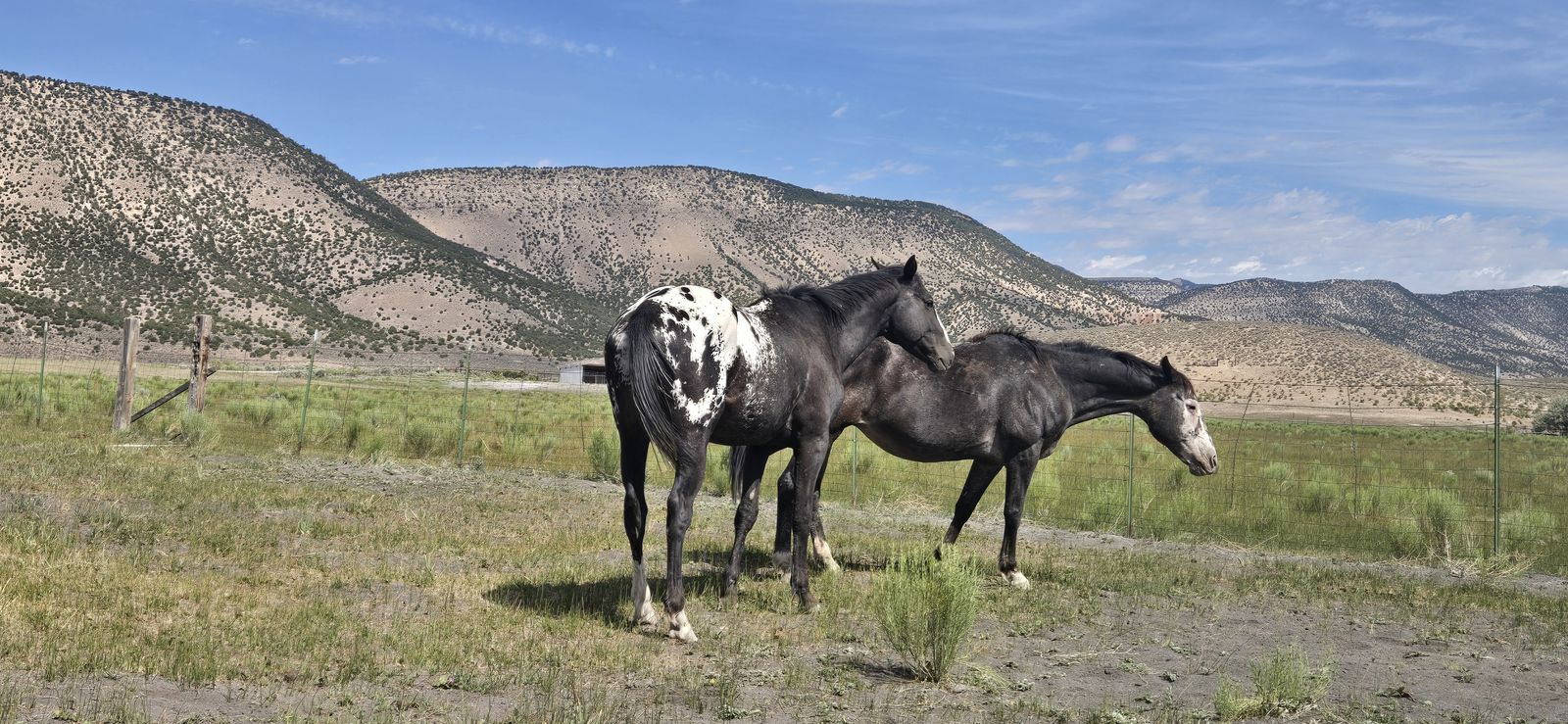 2023 Appaloosa stallion