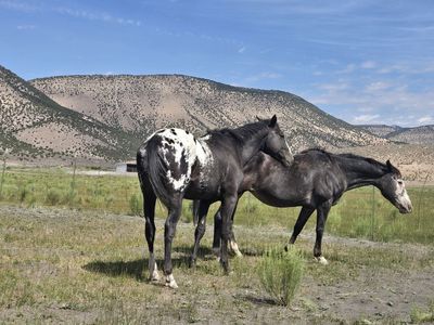 2023 Appaloosa stallion