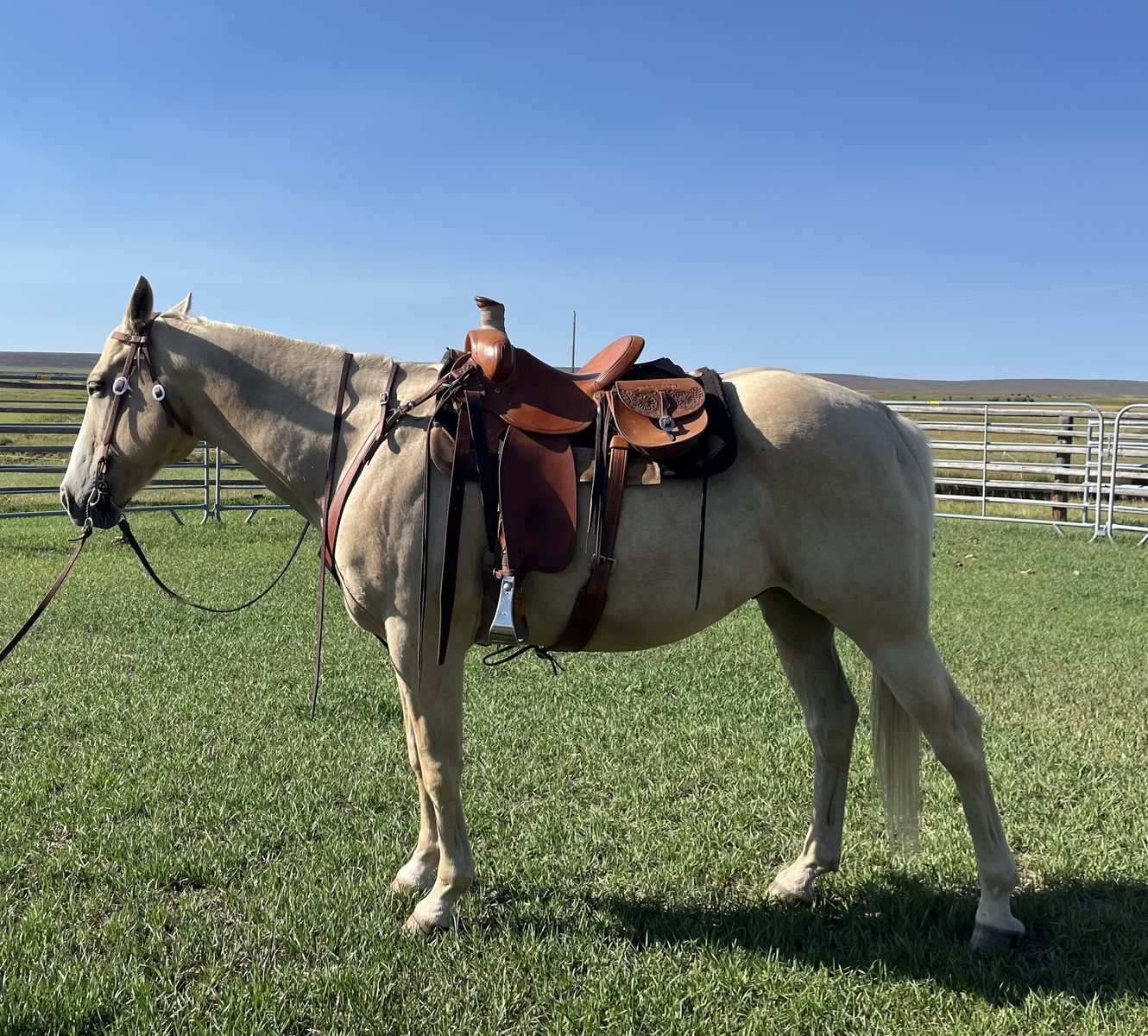 Good horse, not my horse