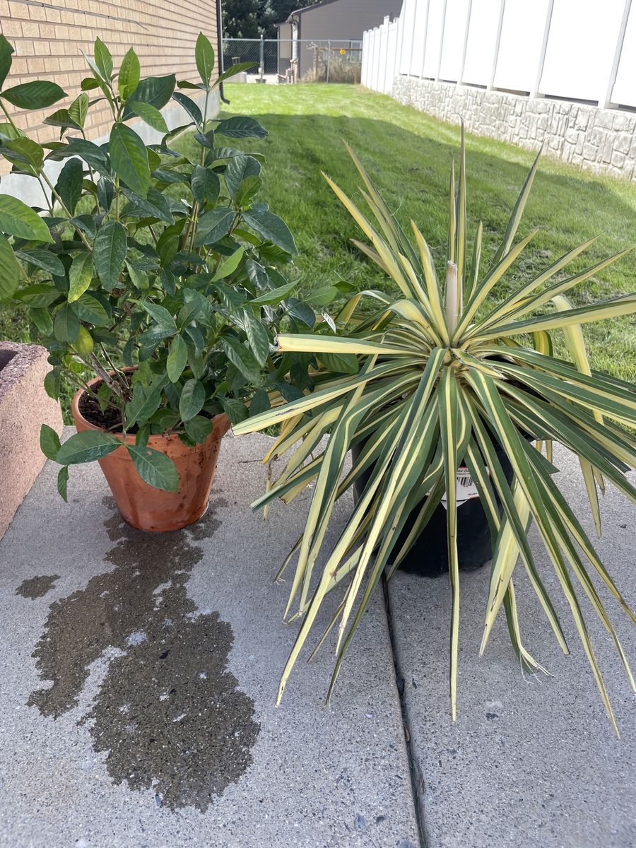 Gardenia &  Yucca