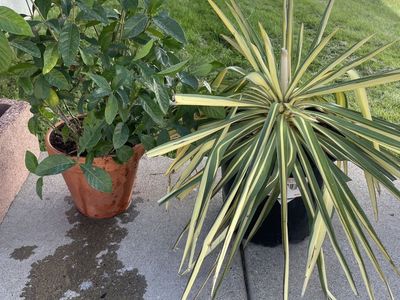 Gardenia & Yucca