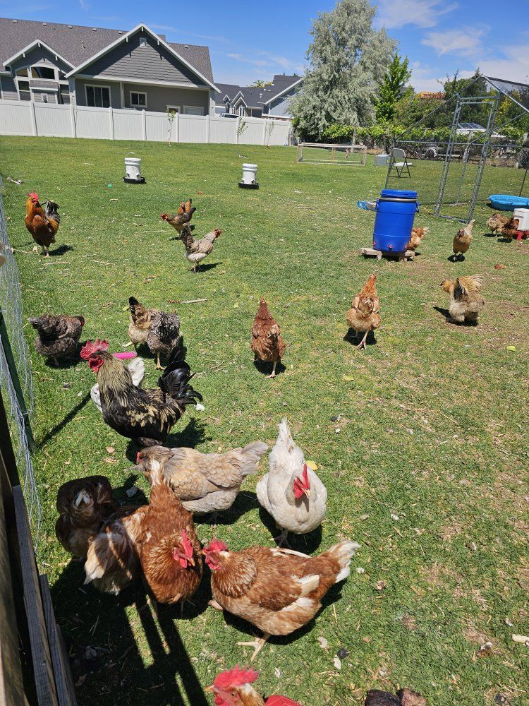 Free Chickens