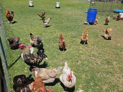 Free Chickens