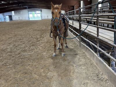 Two mustangs 3000 for both