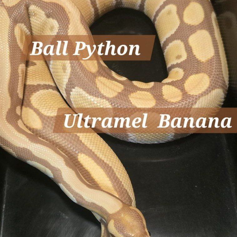 female ball python