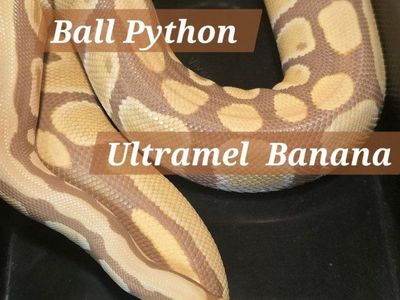 female ball python
