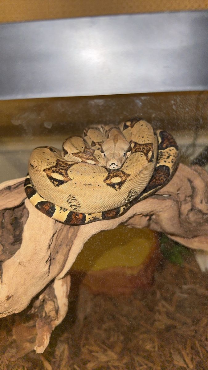 2 Year Old Male Colombian Red Tail Boa (BCI)