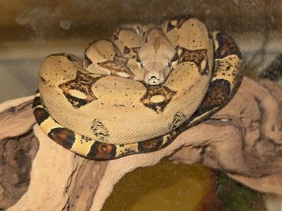 2 Year Old Male Colombian Red Tail Boa (BCI)