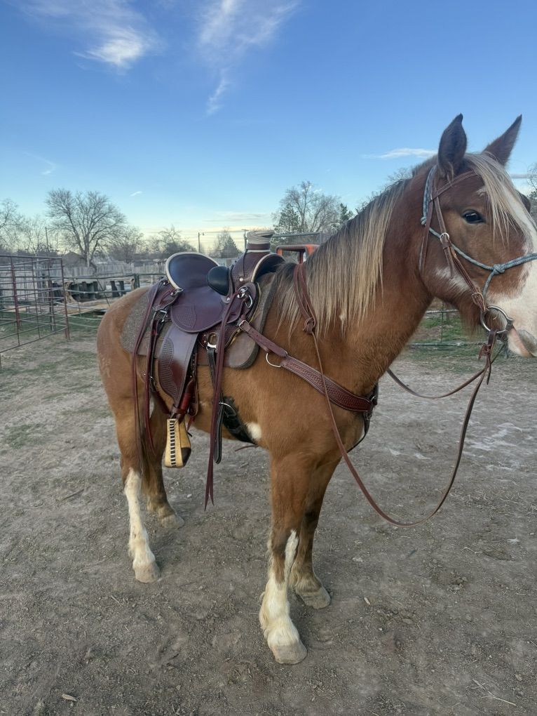 7 Year Old Paint Grade Gelding