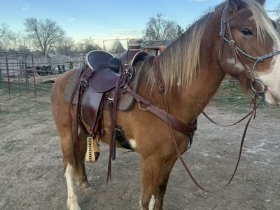 7 Year Old Paint Grade Gelding
