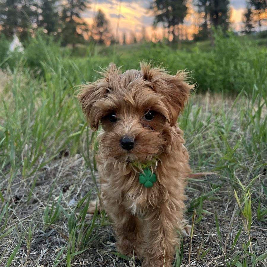 Micro 5-7lb Golden Cavapoo Puppy *Ready now*