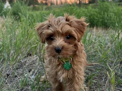 Micro 5-7lb Golden Cavapoo Puppy *Ready now*