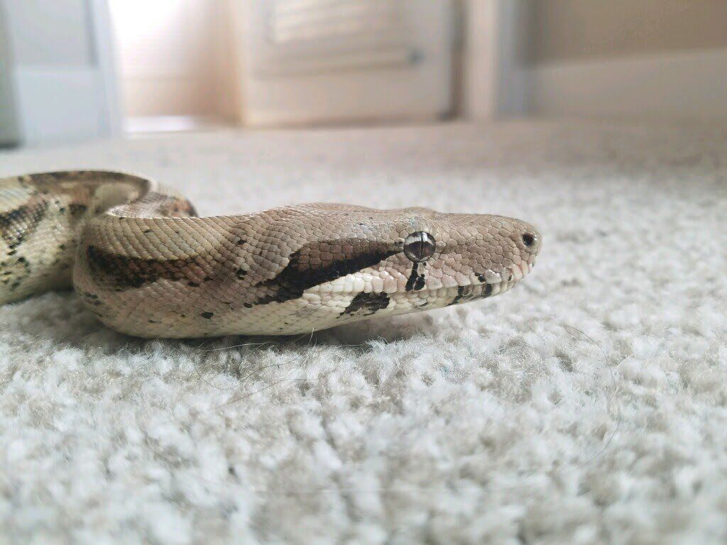 Boa Constrictor Imperator