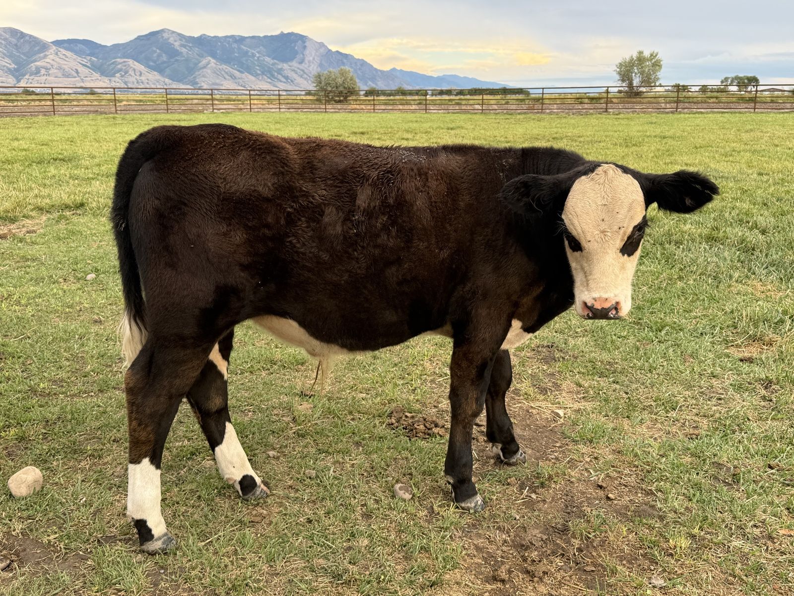 3 Calves 