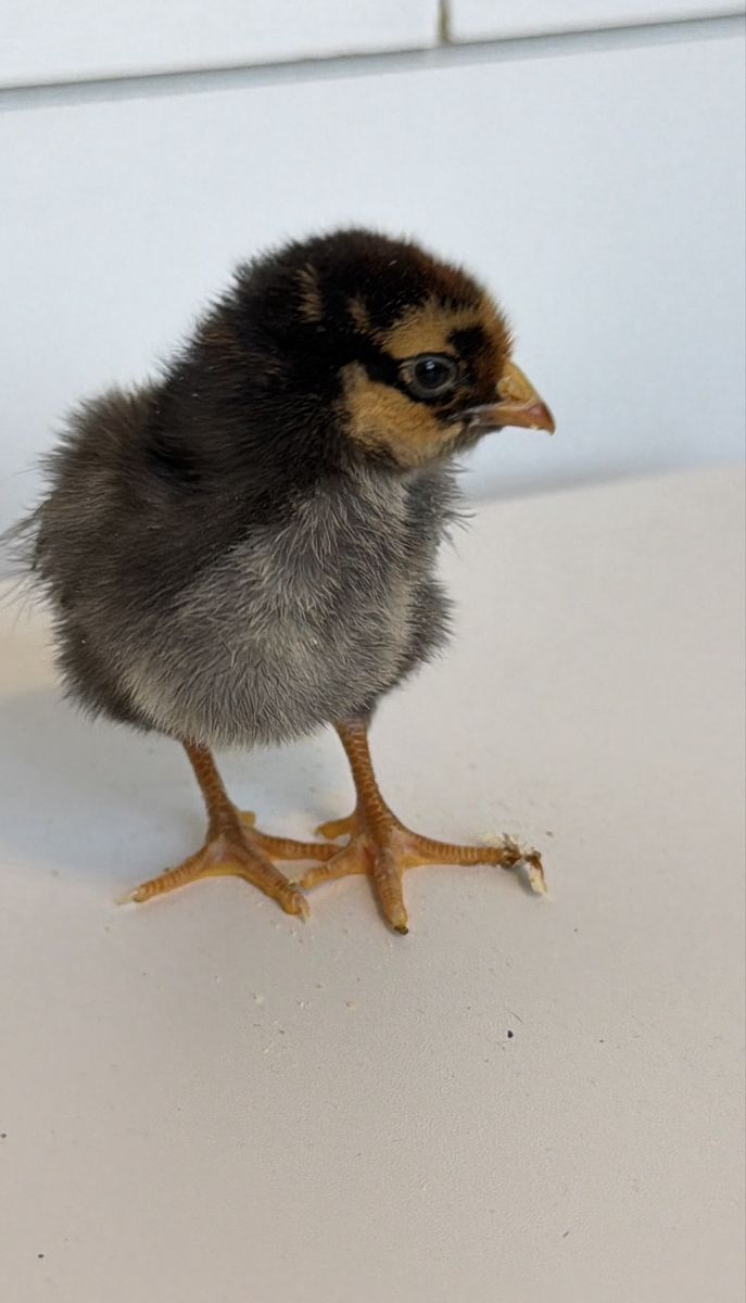 2 Golden Laced Wyandottes