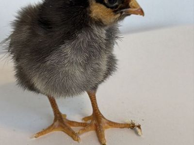 2 Golden Laced Wyandottes