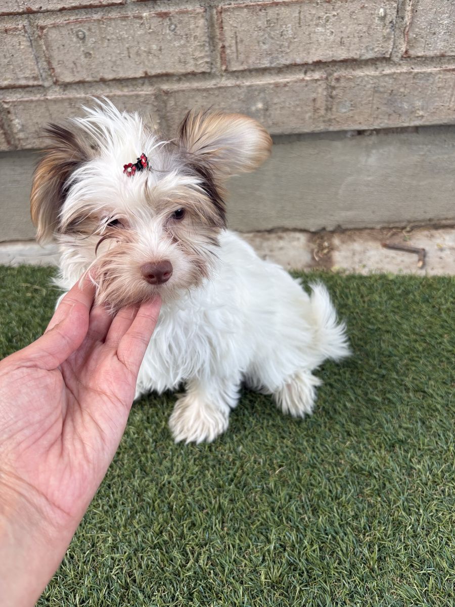 Adorable female Yorkie  Puppy
