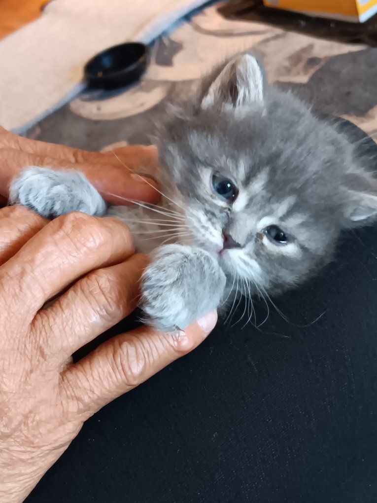 Persian mix kittens for sale. 