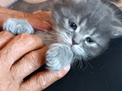 Persian mix kittens for sale.