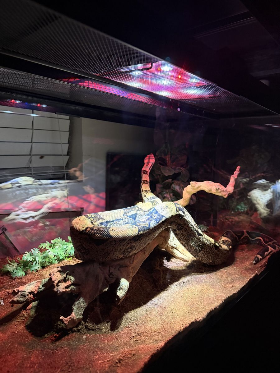 Red Tailed Boa Constrictor