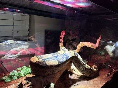 Red Tailed Boa Constrictor