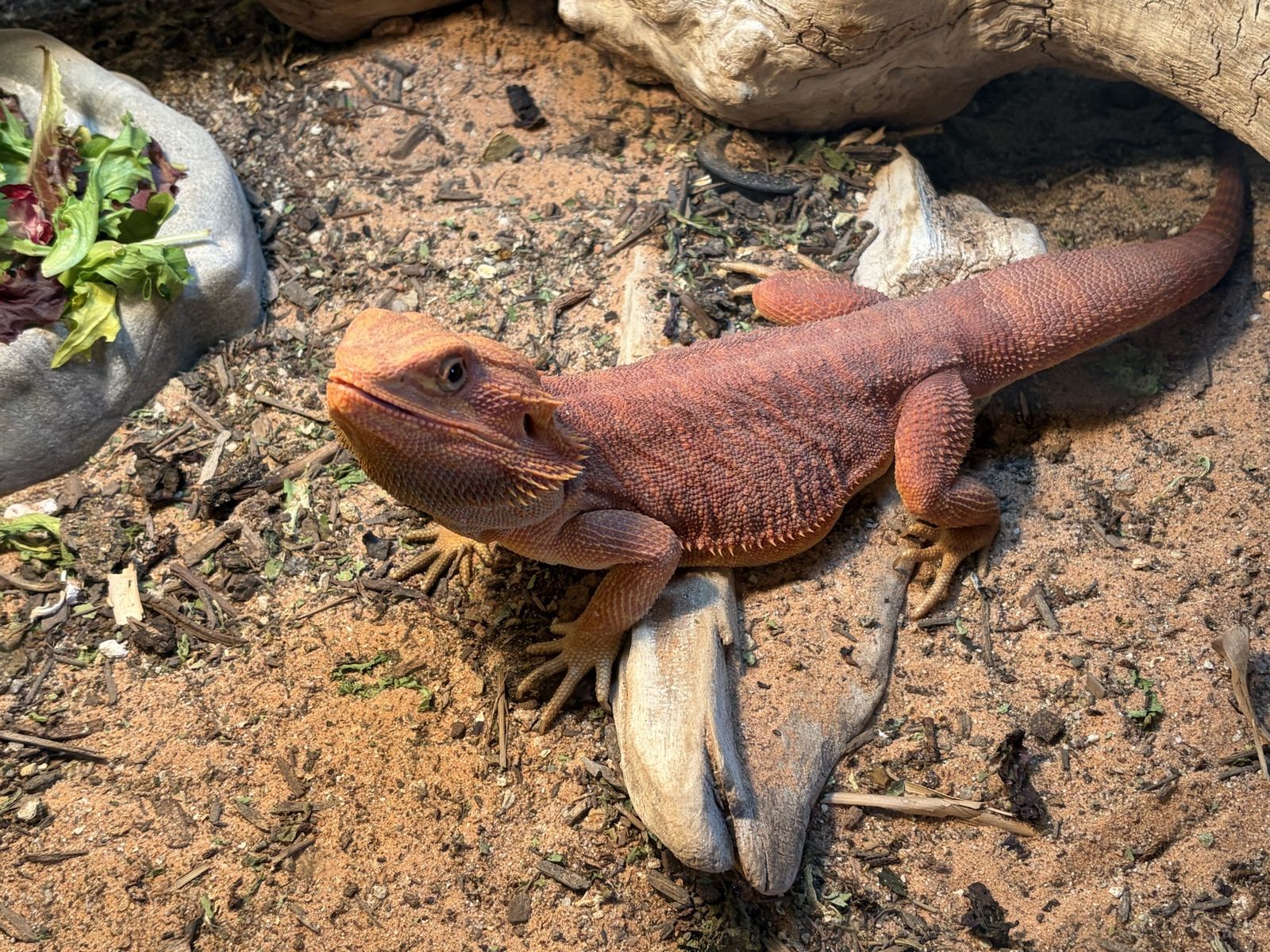 Red Bearded Dragon with Full Enclosure Setup