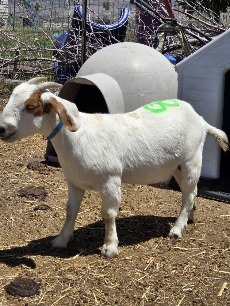 2 female goats