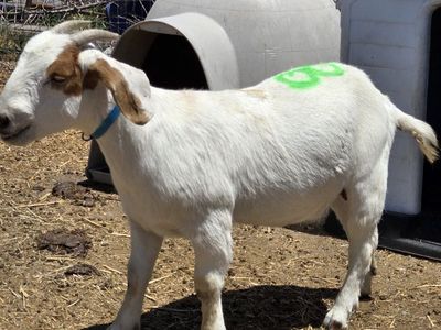 2 female goats