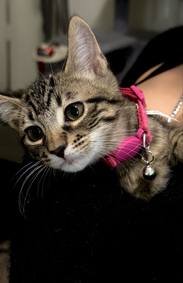 12 Week Old Kittens - 2 Black Boys & 2 Tabby Girls - Vaccinated & Playful!