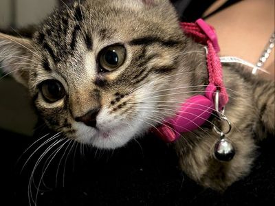 12 Week Old Kittens - 2 Black Boys & 2 Tabby Girls - Vaccinated & Playful!