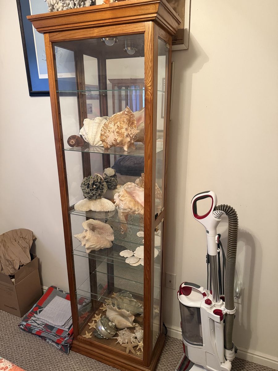 Large seashell collection