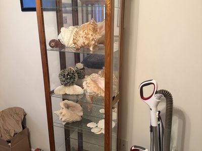 Large seashell collection