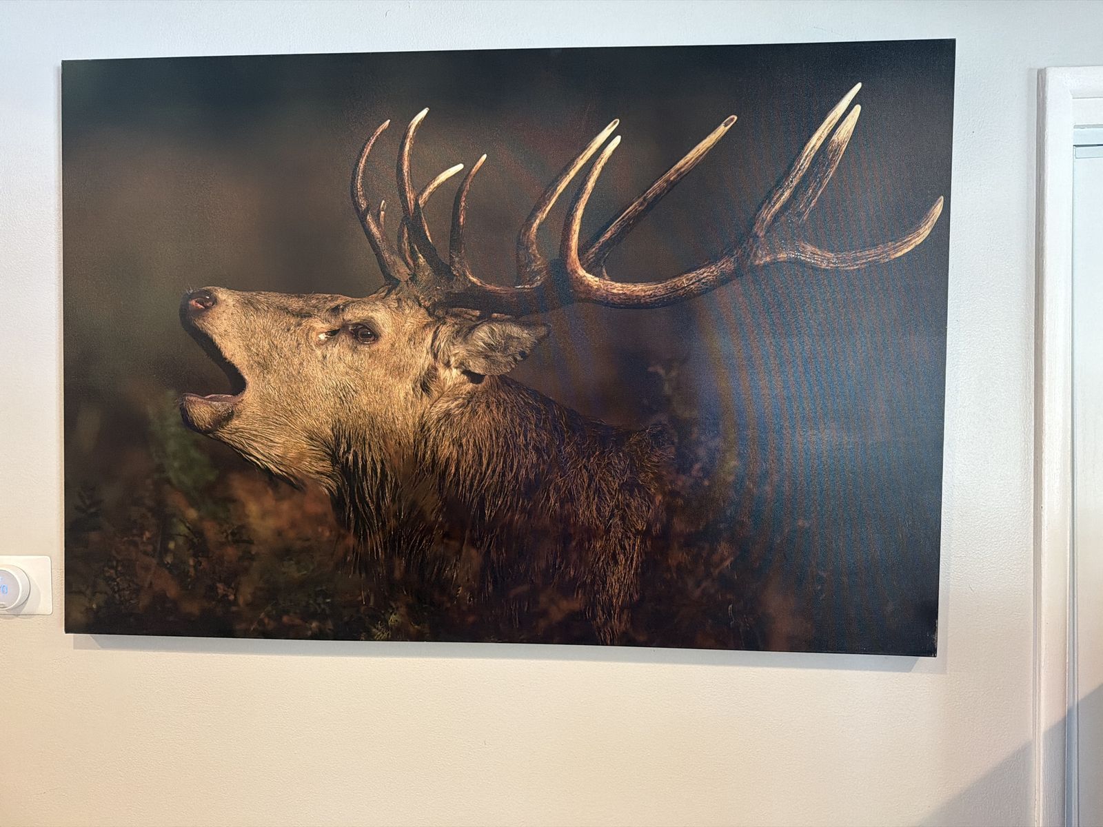 Large Stag Deer Canvas Wall Art - Detailed Roaring Elk Print - Wildlife Photography Decor