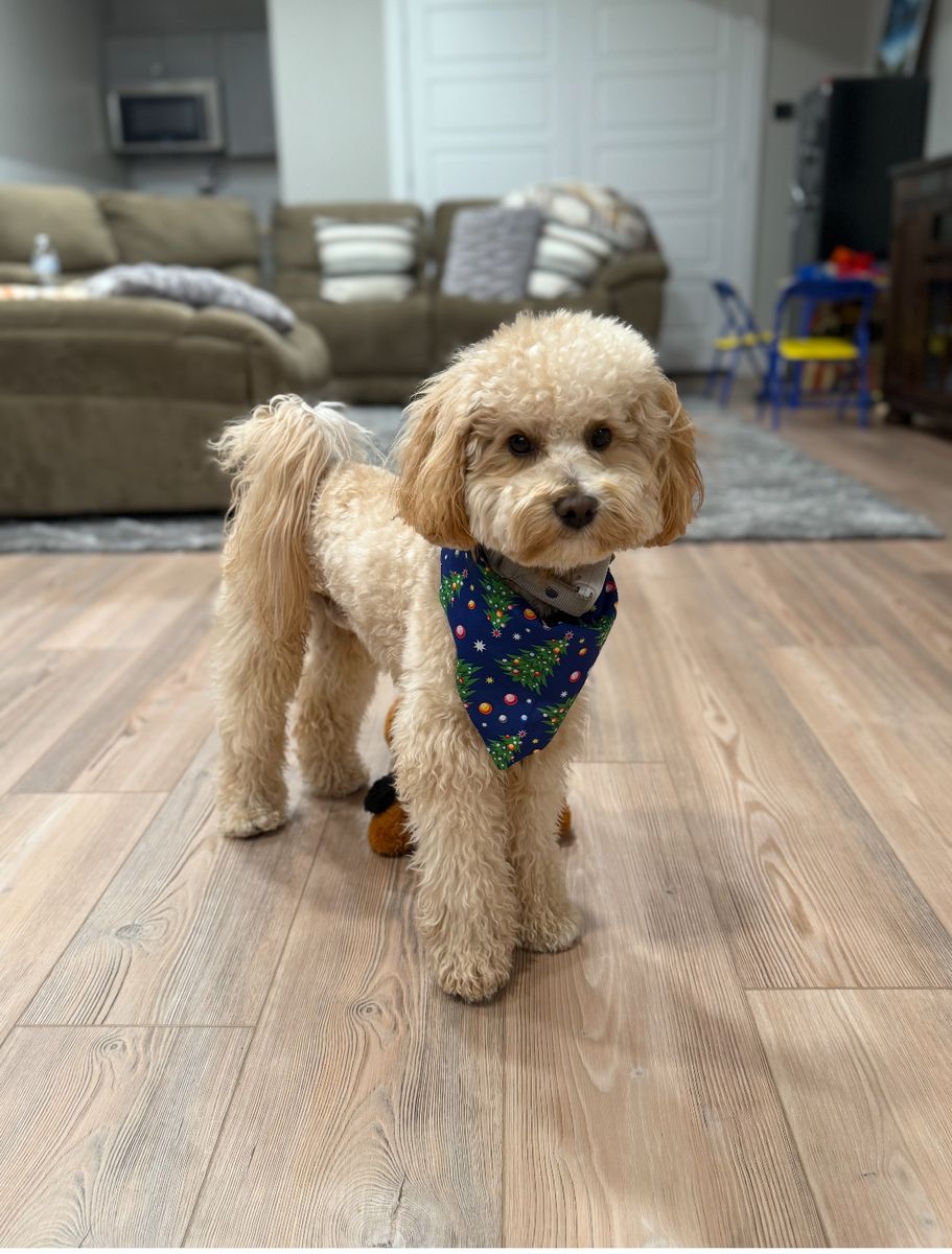 10 lb multigenerational goldendoodle stud with full OFA/genetic testing