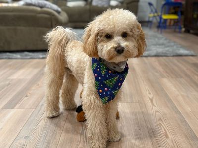 10 lb multigenerational goldendoodle stud with full OFA/genetic testing