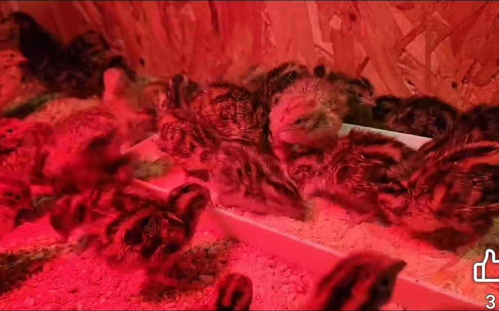 Jumbo Egyptian coturnix quail chicks