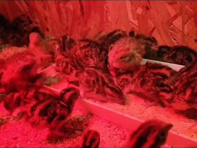 Jumbo Egyptian coturnix quail chicks