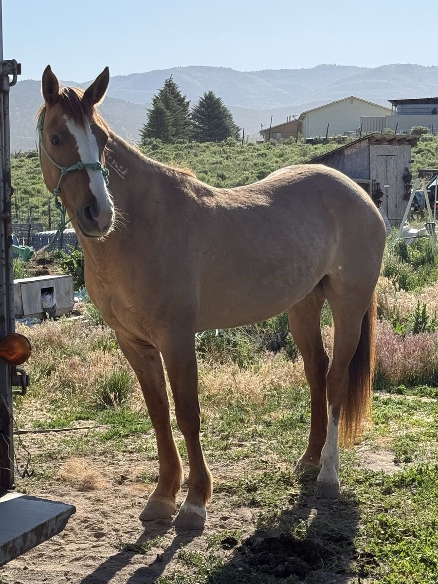 Beautiful dun mustang mare!