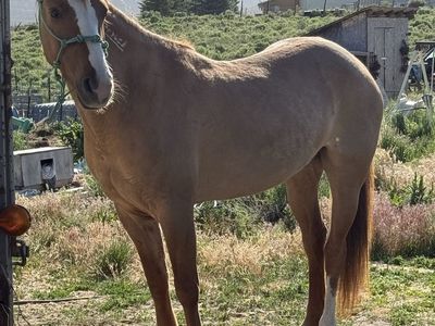 Beautiful dun mustang mare!